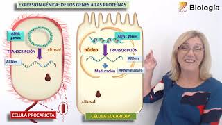 43Biología La expresión génica [upl. by Elesig]