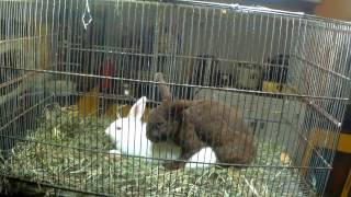 Cute True Dwarf Rabbits  bunnies Mating [upl. by Strage985]