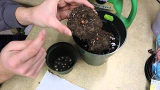 Planting Amorphophallus Konjac bulbs [upl. by Aurore448]