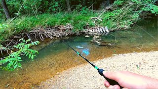 Action Packed Small Creek Fishing [upl. by Maurilla]