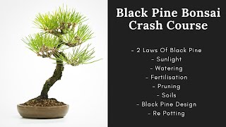 Unlock the Secrets to Thriving Japanese Black Pine Bonsai Trees [upl. by Nyrhtac]