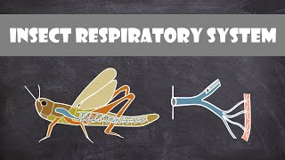 Insect Respiratory System  Entomology [upl. by Salba]