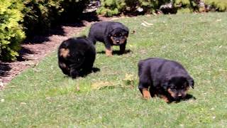 Rottweiler Puppies for Sale [upl. by Louisette8]