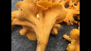 Chanterelle Mushroom amp Jack OLantern Identification [upl. by Atirys]