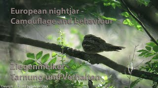 Ziegenmelker  European nightjar Caprimulgus europaeus [upl. by Llevart]