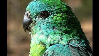 Parrot Facts  wild RedRumped parrots [upl. by Gabel]