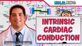 Cardiovascular  Electrophysiology  Intrinsic Cardiac Conduction System [upl. by Nylsirk]