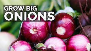 3 Onion Growing Mistakes to Avoid [upl. by Xylon]