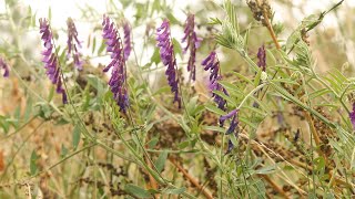 HAIRY VETCH Vicia villosa [upl. by Moffat]