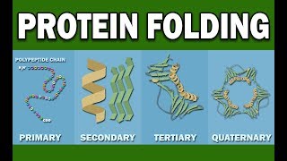 PROTEIN FOLDING [upl. by Fayola963]