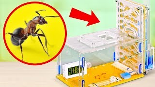 How to Build an ANT FARM AT HOME [upl. by Lemmueu]