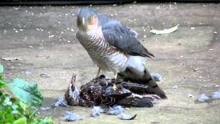 Sparrowhawk plucking live Starling pt2 [upl. by Gnidleif]