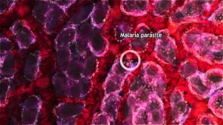 Malaria Lifecycle Part 1 Human Host 2016 [upl. by Jemmy412]