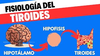 Fisiología del eje Hipotálamohipófisistiroides [upl. by Nymsaj]