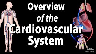 Cardiovascular System Overview Animation [upl. by Nitaj687]