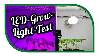 LED Grow Light Test ☀️ Aussaat Jungpflanzenanzucht Zeitraffer ☀️ Pflanzenlicht ☀️ Pflanzenlampen [upl. by Lerraj]