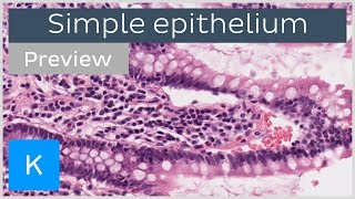 Simple epithelium types of tissues and cells preview  Human Histology  Kenhub [upl. by Enoval243]