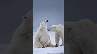 Fisherwoman helps a polar bear in labor [upl. by Fennessy152]