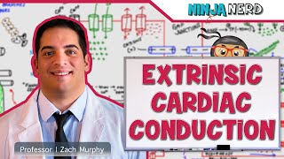 Cardiovascular  Electrophysiology  Extrinsic Cardiac Conduction System [upl. by Dearman]