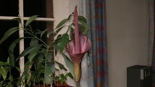 Amorphophallus Konjac Bloom Time Lapse [upl. by Honna]