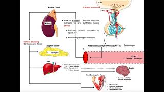 A Natural Prednisone or Steroid Protocol [upl. by Anerol]