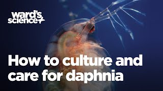 Caring and Culturing for Daphnia [upl. by Notlad690]