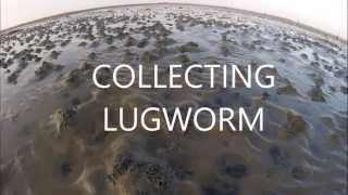 Collecting Lugworm [upl. by Lledyl]