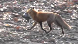 FOX CATCHES SQUIRREL [upl. by Yleen140]