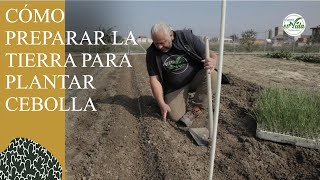 Cómo PLANTAR CEBOLLAS PREPARACIÓN de la tierra [upl. by Kipton909]