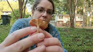 ID Armillaria tabescens the ringless honey mushroom [upl. by Rebbecca236]