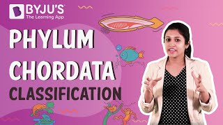 Phylum Chordata Classification Urochordata Cephalochordata and Vertebrata [upl. by Olaf]