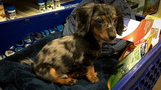 Turbo Tobys First Trip to PetSmart Miniature Dachshund [upl. by Ikceb]