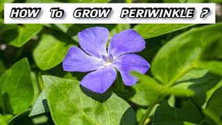 Growing Vinca  How to Plant Periwinkle [upl. by Belldas]