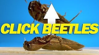 How do click beetles jump [upl. by Anaiad]