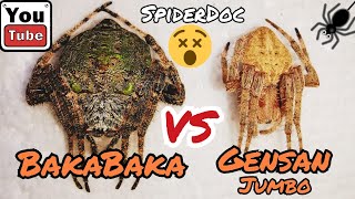 BAKABAKA vs GENSAN Jumbo Spider Matigas na Gagamba Loaded Spider Fight Nameless Load [upl. by Oruasi]