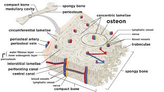 Bones Structure and Types [upl. by Pfosi373]