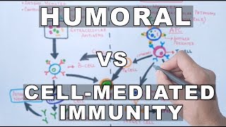 Humoral and Cell Mediated Immunity [upl. by Drofhsa]