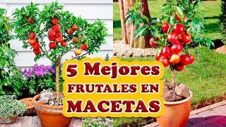 Los 5 Mejores Árboles Frutales para Cultivar en Macetas [upl. by Nahtnanhoj]