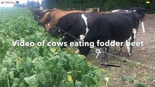 Cows Grazing Fodder Beet Cattle Eating Fodder Beet Crops FARM LIFE NZ [upl. by Yebot]