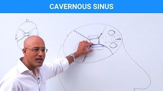 Cavernous Sinus  Structure and Function [upl. by Adahs]