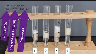 Enzyme Potato Experiment [upl. by Jar]