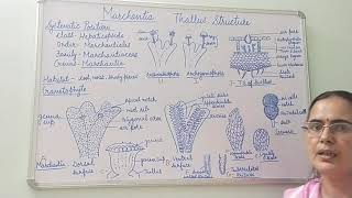 Marchantia Thallus Structure [upl. by Anolahs]