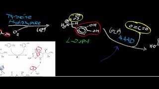 Biochemistry  Catecholamine Biosynthesis from Tyrosine [upl. by Crescint]