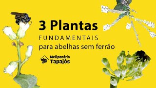 3 PLANTAS fundamentais com FLOR o ano inteiro que ajudam na criação das abelhas nativas sem ferrão [upl. by Clarhe414]