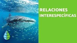 RELACIONES INTERESPECÍFICAS  Definición tipos y ejemplos [upl. by Gilli887]