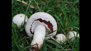 Identifying the Field Mushroom Agaricus campestris [upl. by Amapuna200]