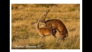 Best Deer MarkingampMating video For Everzoology [upl. by Kirbie957]