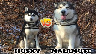 Siberian Husky VS Alaskan MalamuteComparison [upl. by Hatti354]