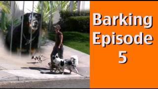 Barking Episode 5 Barking at Dogs Behind Fences [upl. by Leonie660]