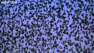 Peregrine Falcon Hunts Starlings in Rome Narrated by David Tennant  Earthflight  BBC [upl. by Ayr]